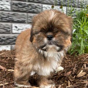 Shih Tzu Puppy Doodle