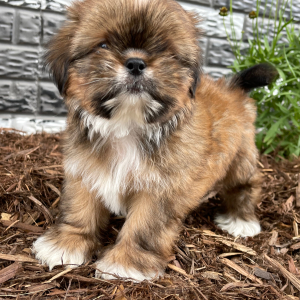 Shih Tzu Puppy Doodle