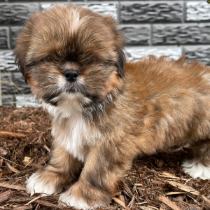 Shih Tzu Puppy Doodle
