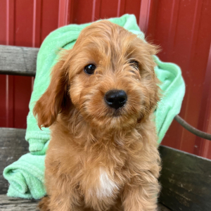 Cavapoo Puppy Joey