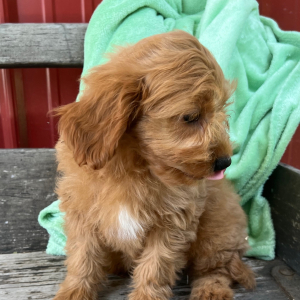Cavapoo Puppy Joey