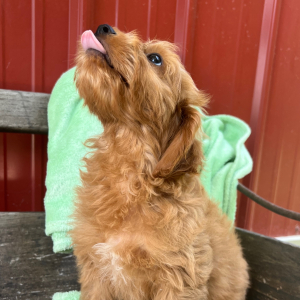 Cavapoo Puppy Joey