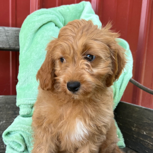 Cavapoo Puppy Joey