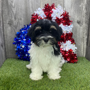 Havanese Puppy McGuffey