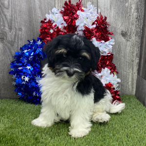 Havanese Puppy McGuffey