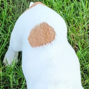Jack Russell Terrier Puppy Decimus