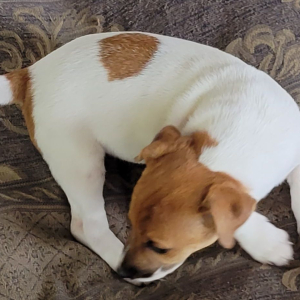Jack Russell Terrier Puppy Decimus