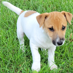 Jack Russell Terrier Puppy Decimus