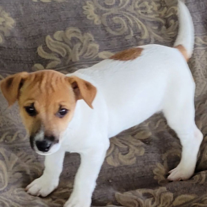 Jack Russell Terrier Puppy Decimus