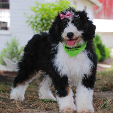 Bernedoodle Puppy Lilly