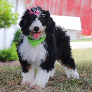 Bernedoodle Puppy Lilly