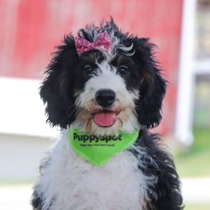 Bernedoodle Puppy Lilly
