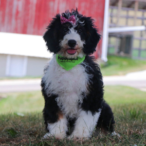 Bernedoodle Puppy Lilly