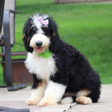 Bernedoodle Puppy Lilly