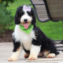 Bernedoodle Puppy Lilly
