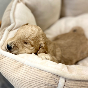 Goldendoodle Puppy Larkin