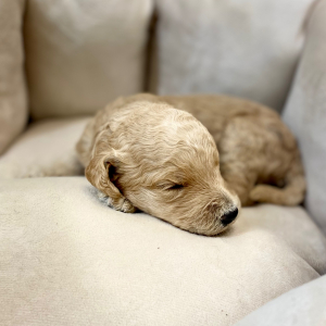 Goldendoodle Puppy Larkin