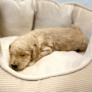 Goldendoodle Puppy Larkin