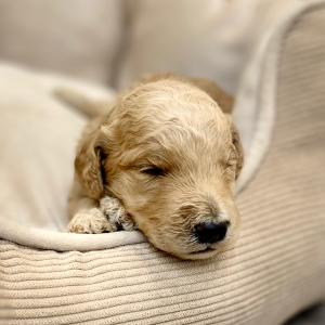 Goldendoodle Puppy Larkin