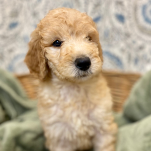 Goldendoodle Puppy Larkin