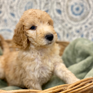 Goldendoodle Puppy Larkin
