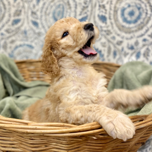 Goldendoodle Puppy Larkin