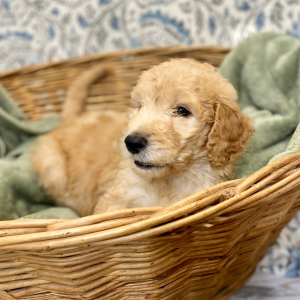Goldendoodle Puppy Larkin