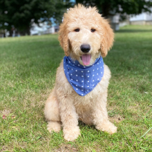 Goldendoodle Puppy Larkin