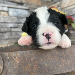 Bernedoodle Puppy Trav