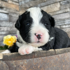 Bernedoodle Puppy Trav
