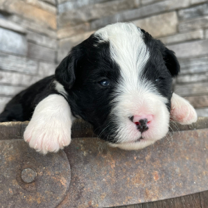 Bernedoodle Puppy Trav