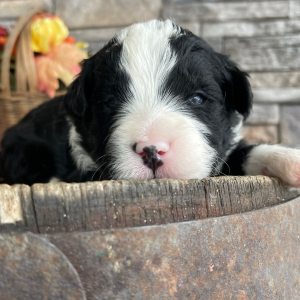 Bernedoodle Puppy Trav