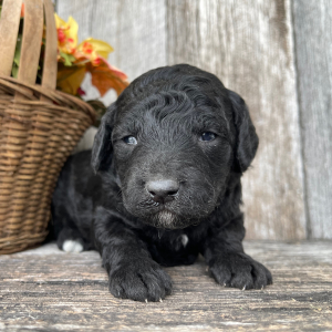 Goldendoodle Puppy Bill