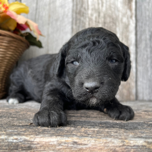 Goldendoodle Puppy Bill