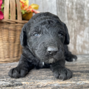 Goldendoodle Puppy Bill