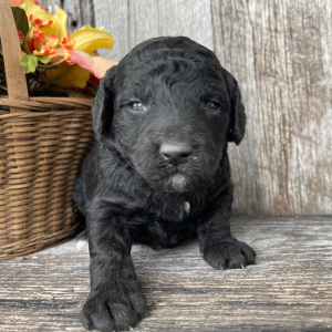 Goldendoodle Puppy Bill