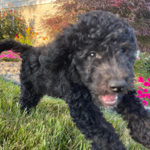 Goldendoodle Puppy Bill