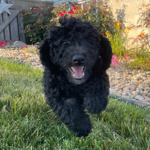 Goldendoodle Puppy Bill