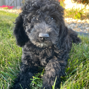 Goldendoodle Puppy Bill