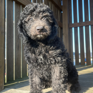 Goldendoodle Puppy Bill