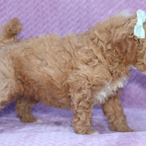 Goldendoodle Puppy Wendy