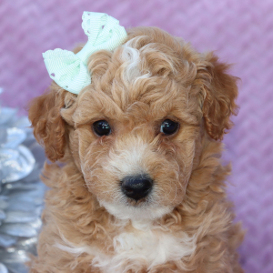 Goldendoodle Puppy Wendy
