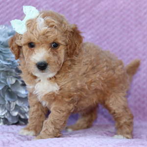 Goldendoodle Puppy Wendy