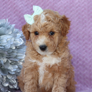 Goldendoodle Puppy Wendy