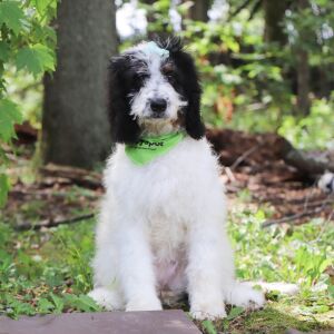Bernedoodle Puppy Josie
