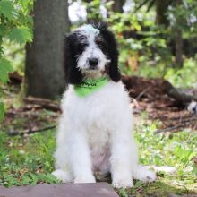 Bernedoodle Puppy Josie