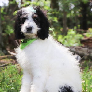 Bernedoodle Puppy Josie