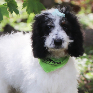 Bernedoodle Puppy Josie