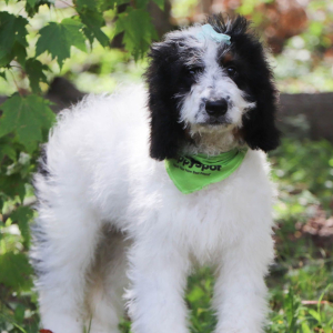 Bernedoodle Puppy Josie