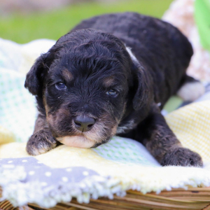 Bernedoodle Puppy Samson